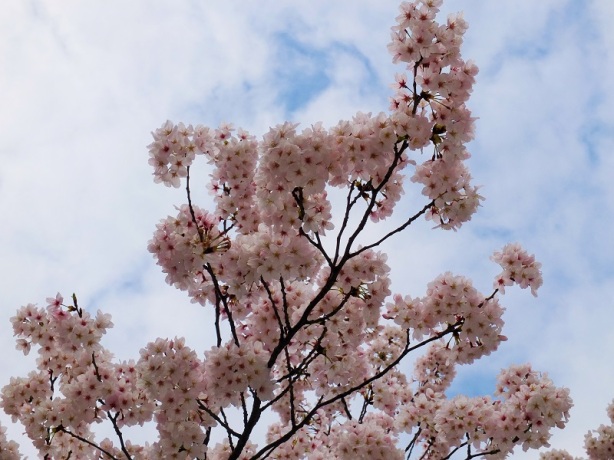 雲が多いですが、春らしい陽気で気持ち良い道のり。桜も咲いてます。